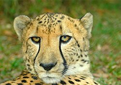 home-safari.jpg