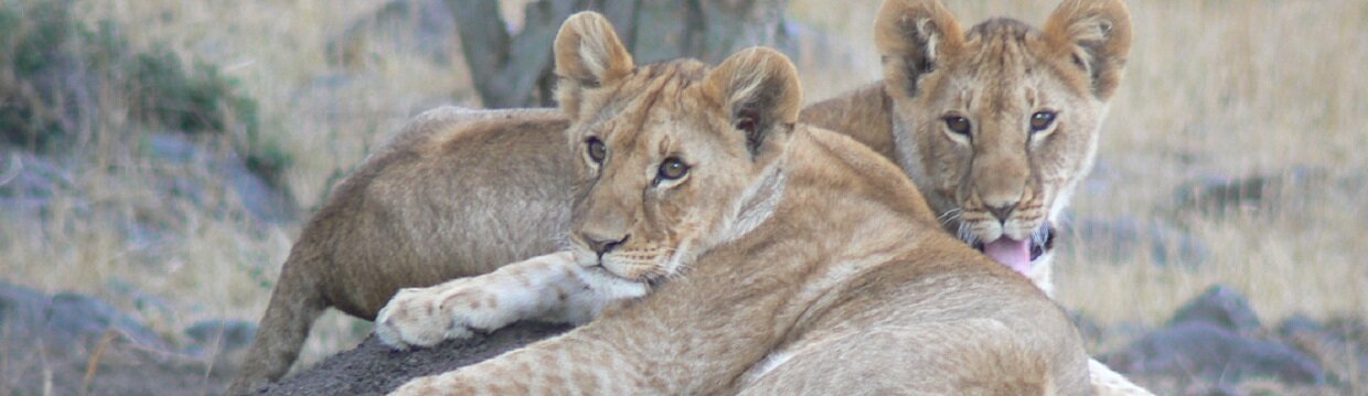 East Africa Safari